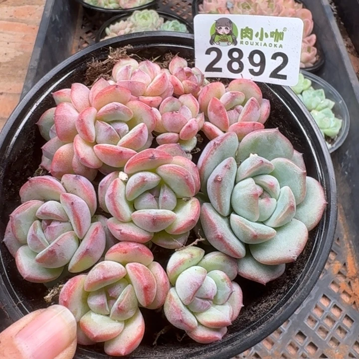 多肉植物多肉植物