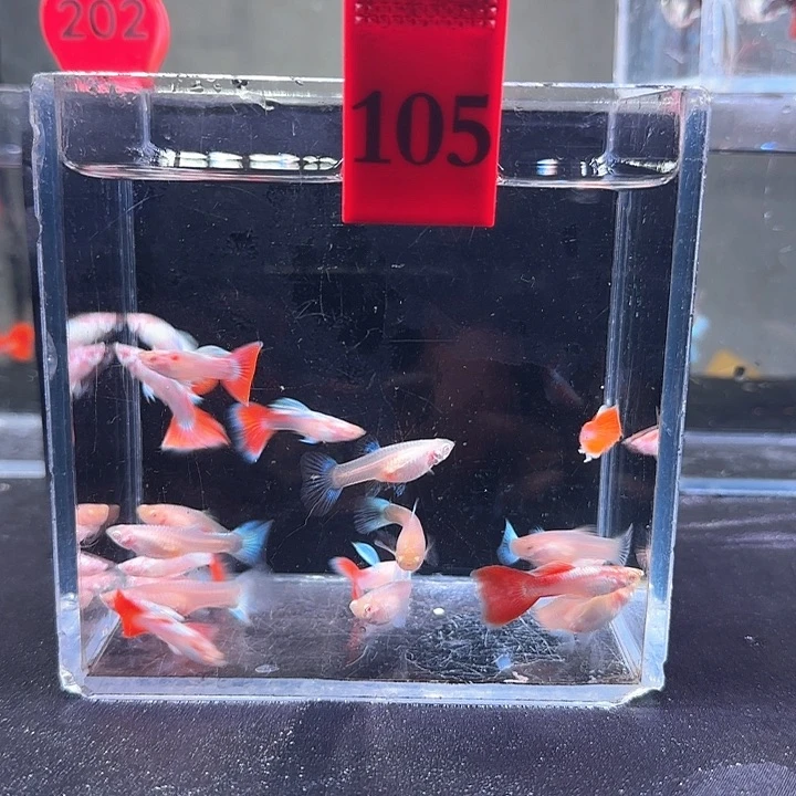 孔雀鱼105号，20条