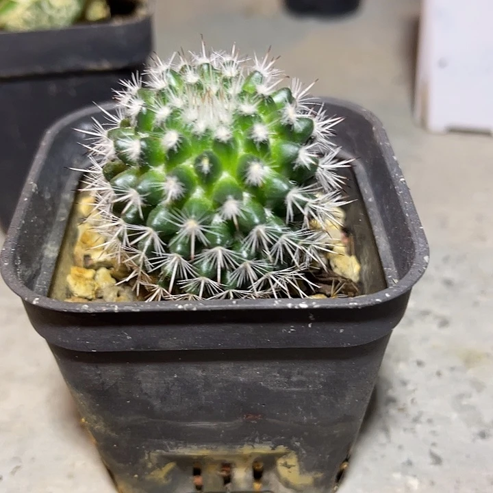 无花朵实生白刺仙人球一物一拍