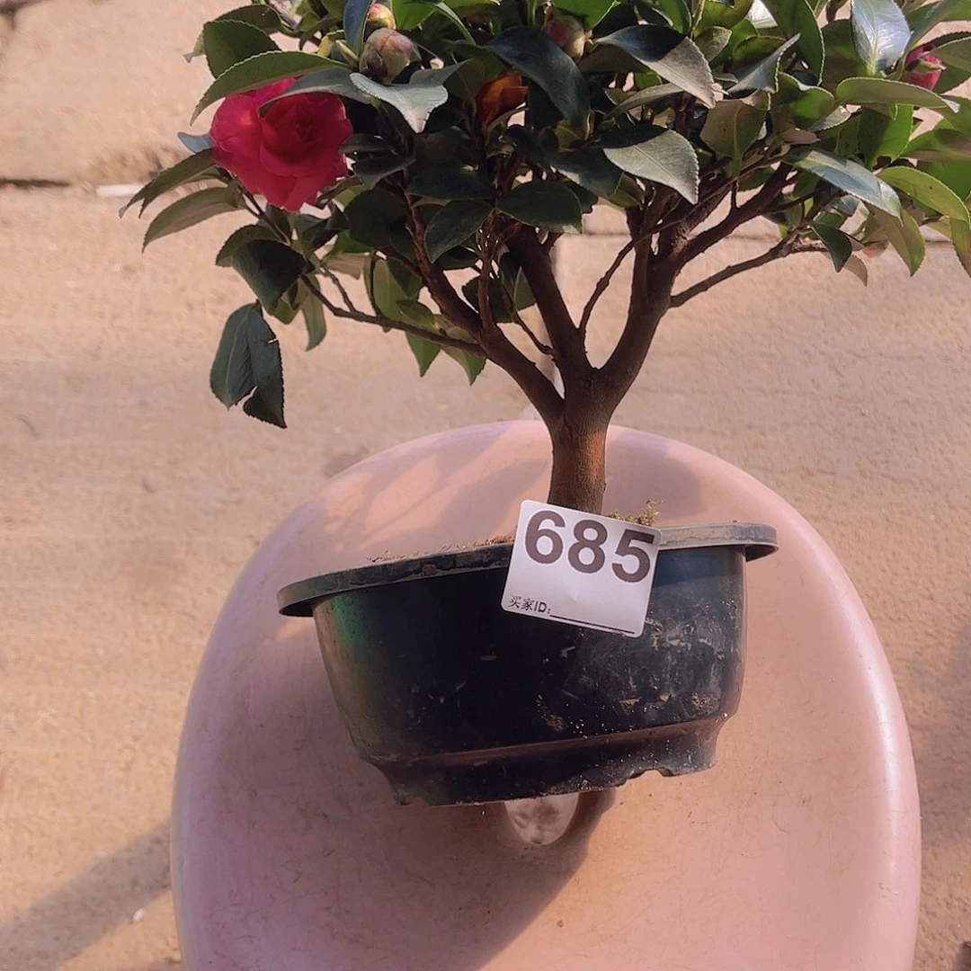 红陶直播时间一直一个