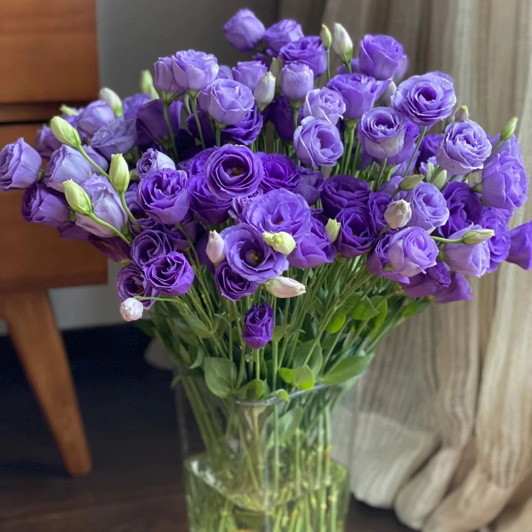 洋桔梗鲜花云南直发基地现采真花