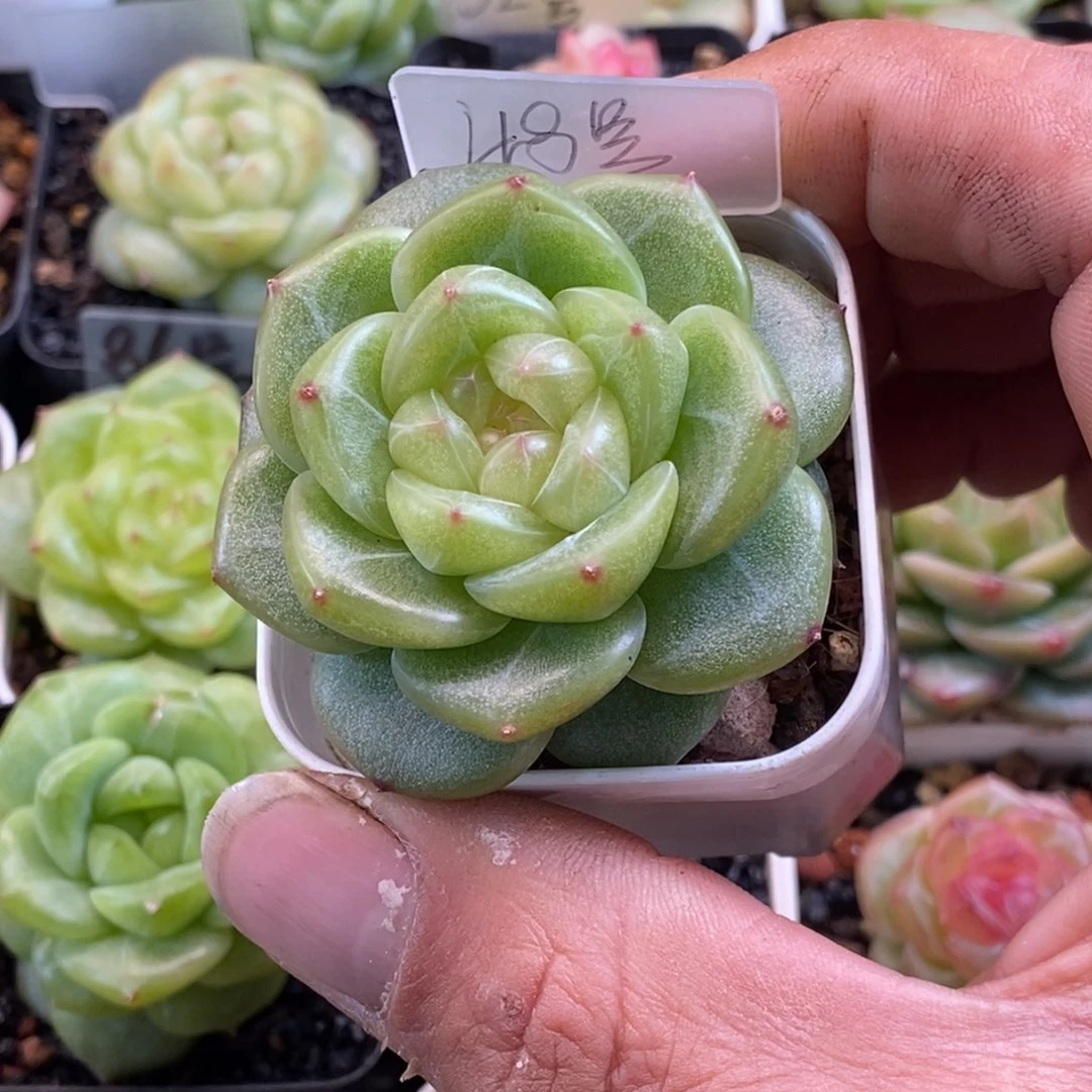 天官赐福百无禁忌