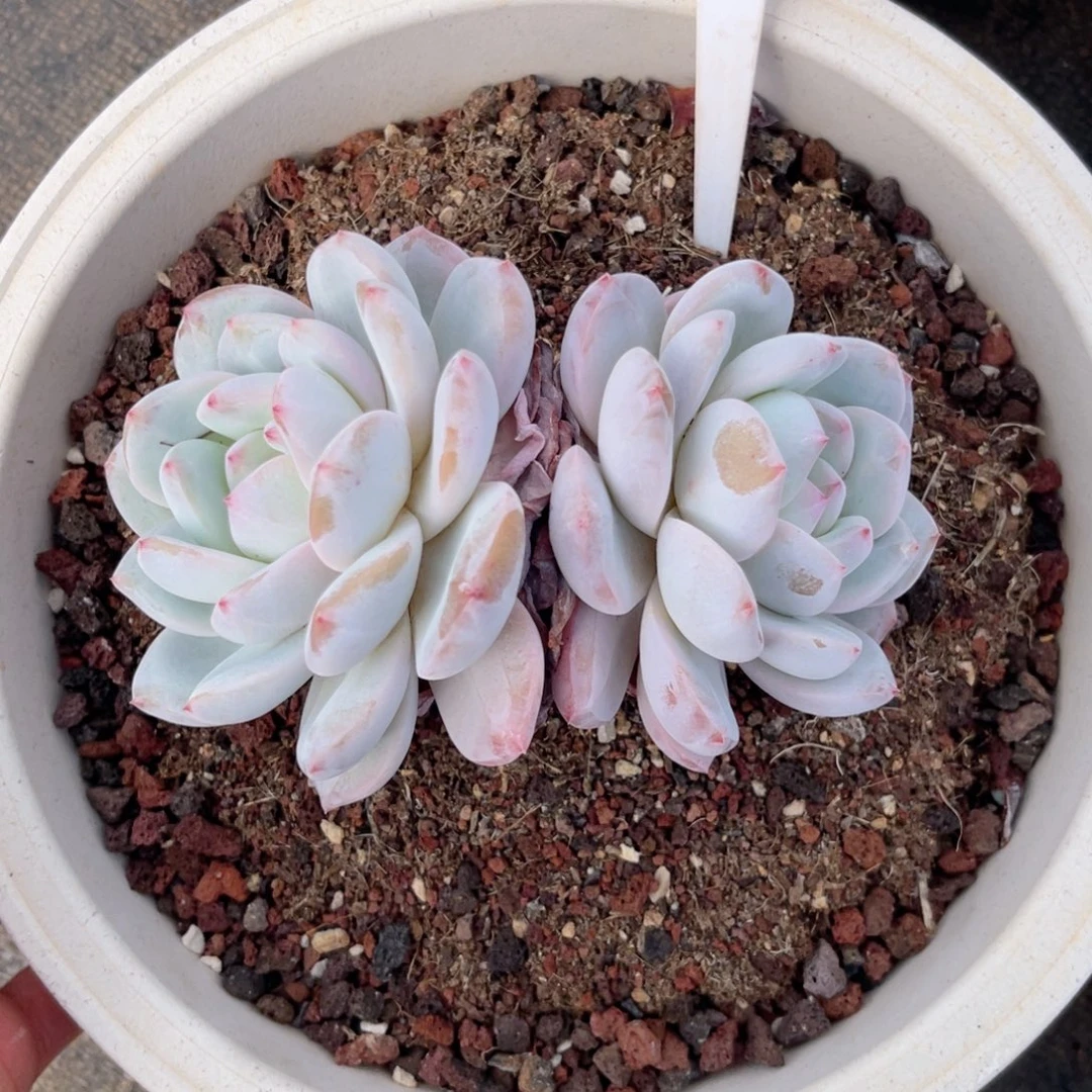 云尘多肉一物一拍1234，