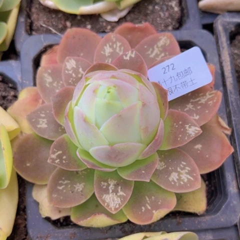 272 裸根不带土发货福利