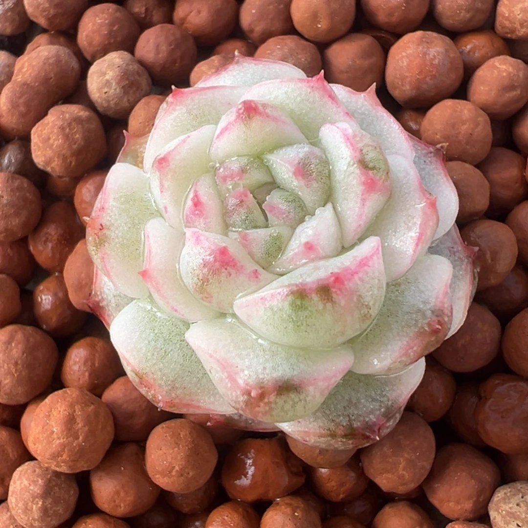 糯米团子锦，覆轮锦