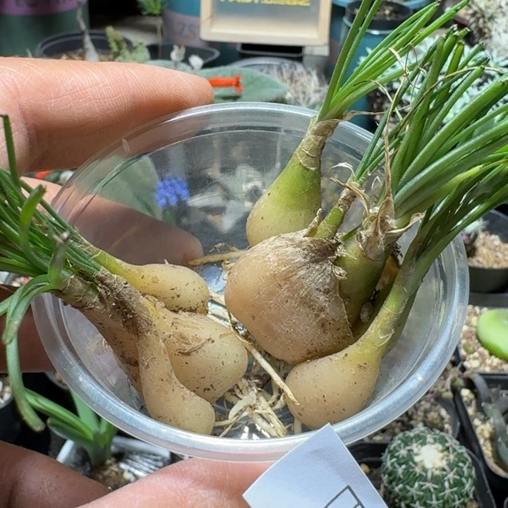 621小苍角殿2个一份脱土发货