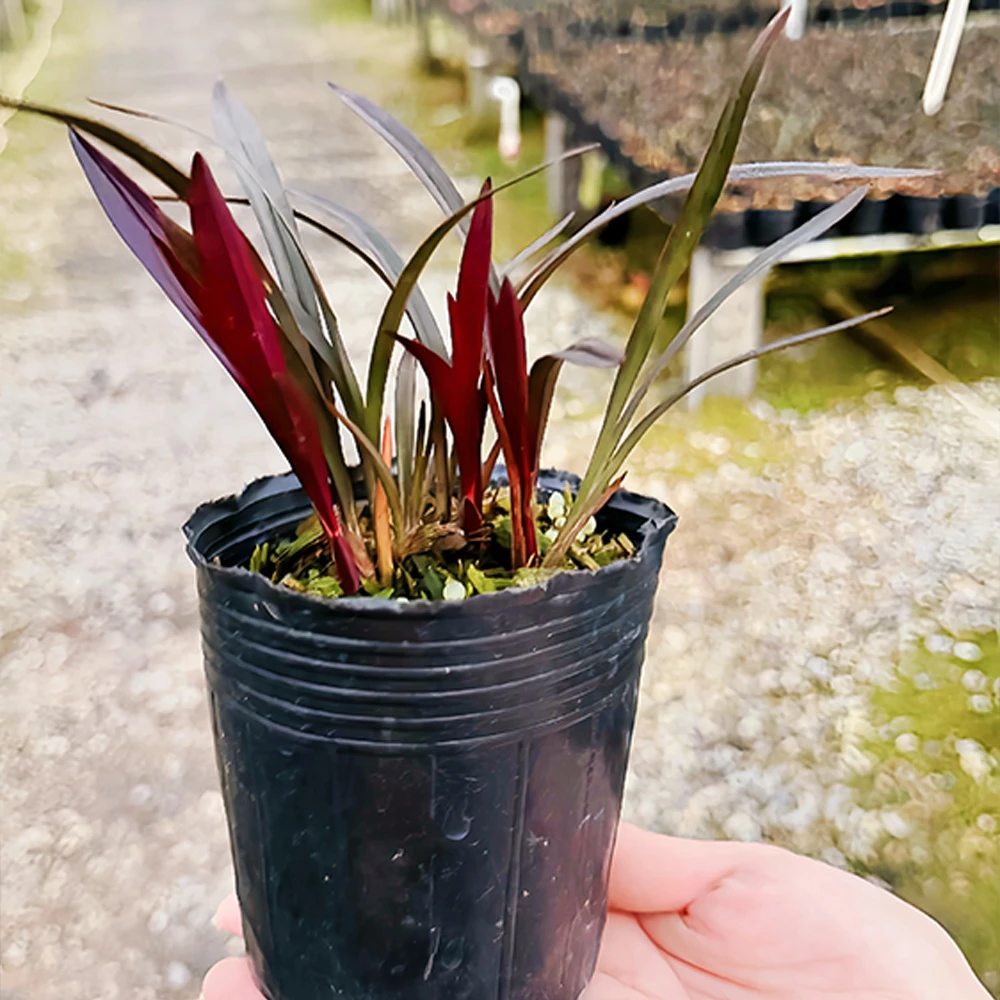 建兰【红草红荷】高端红叶红花红杆香气浓郁室内桌面盆景盆栽