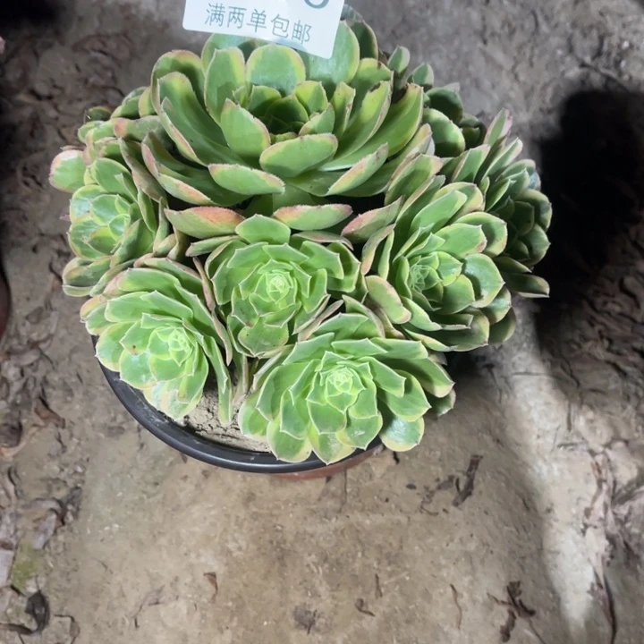 9790奶白的人多肉的