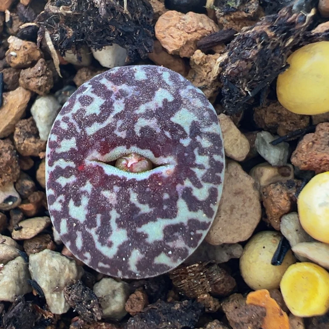 305多肉植物百科知识