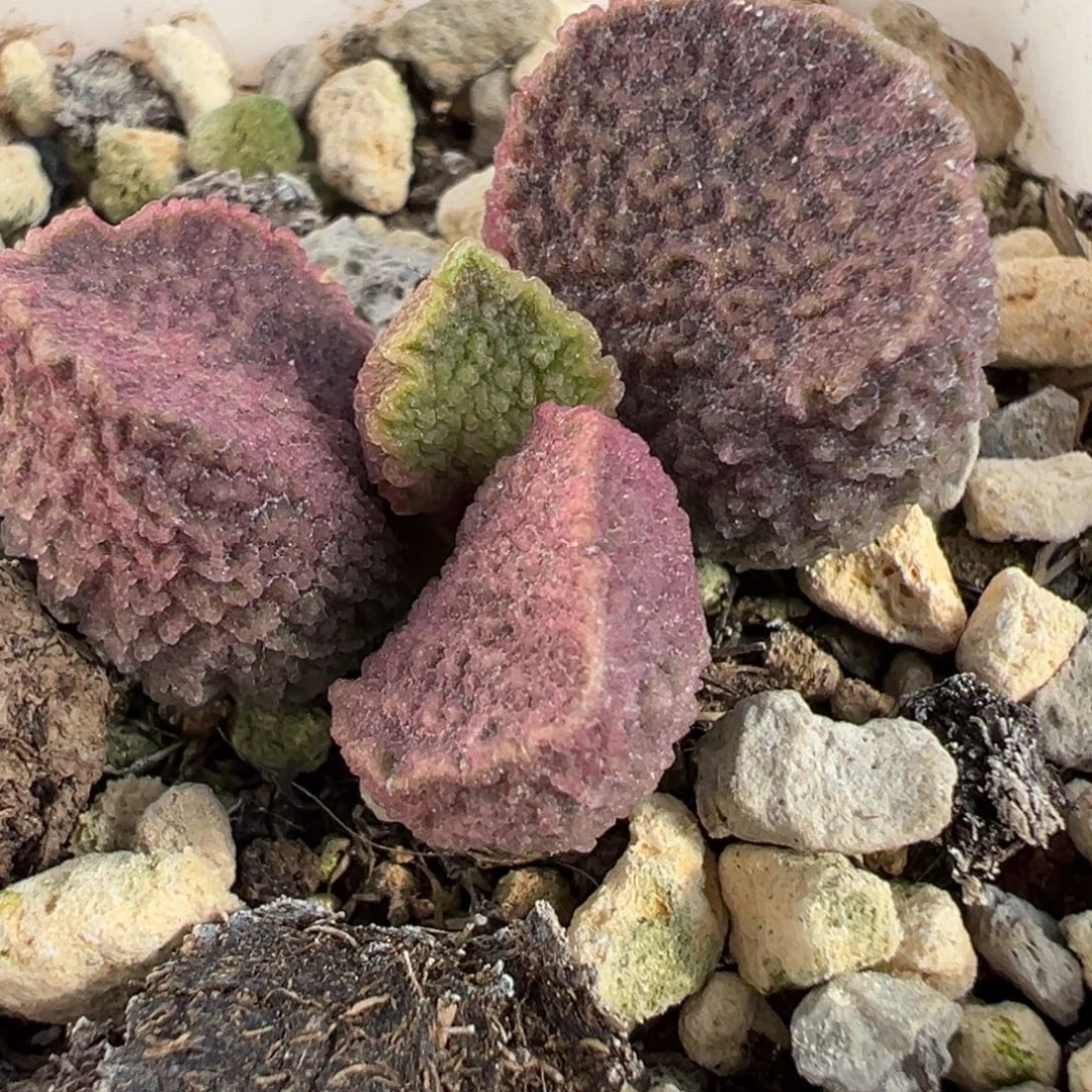 实生新品多肉植物水泡多肉植物