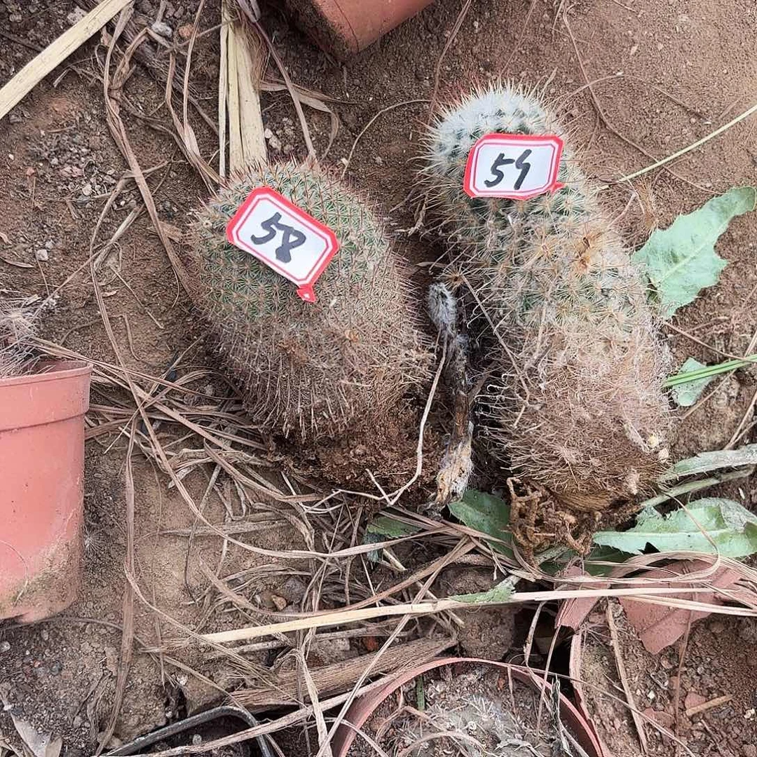 58-59 瑕疵瑕疵瑕疵小小