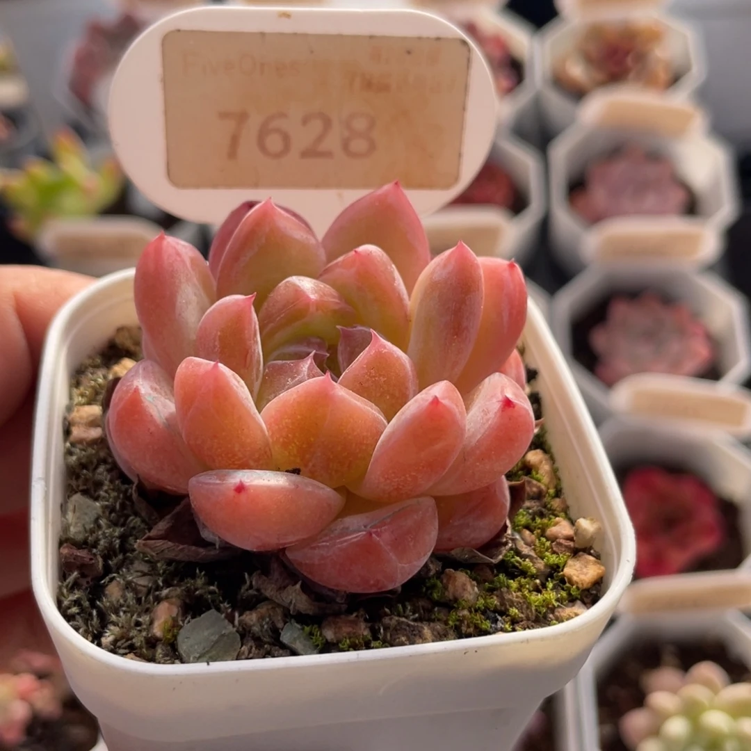 钻石珍妮7628-5.0厘米