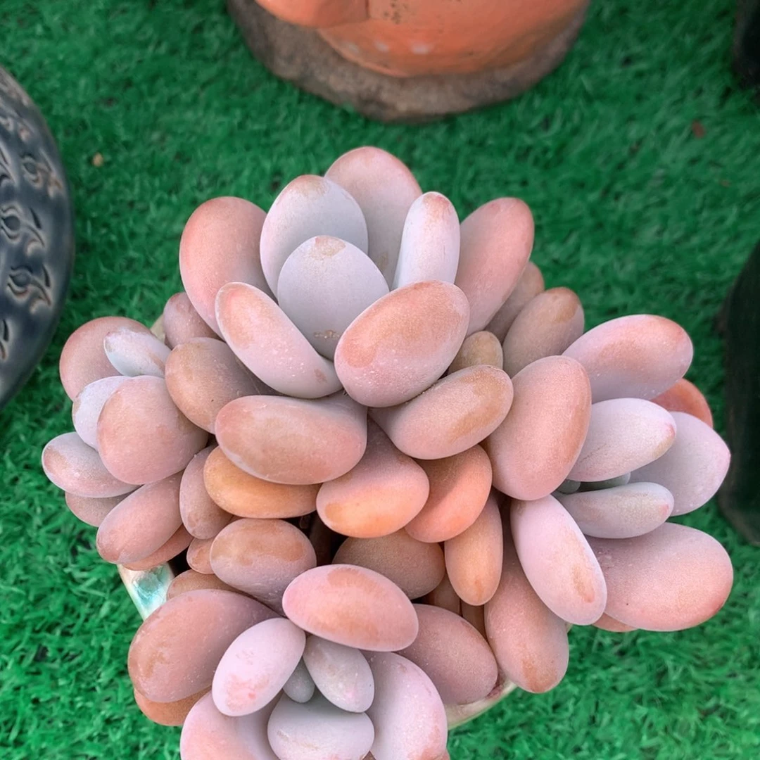 拉拉奶无砍平头一物一拍