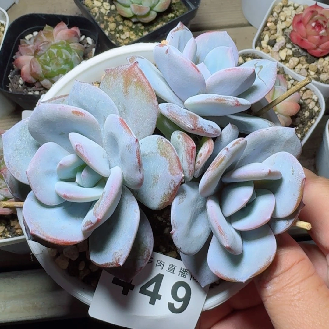 粗腿奶茶            精美多肉植物