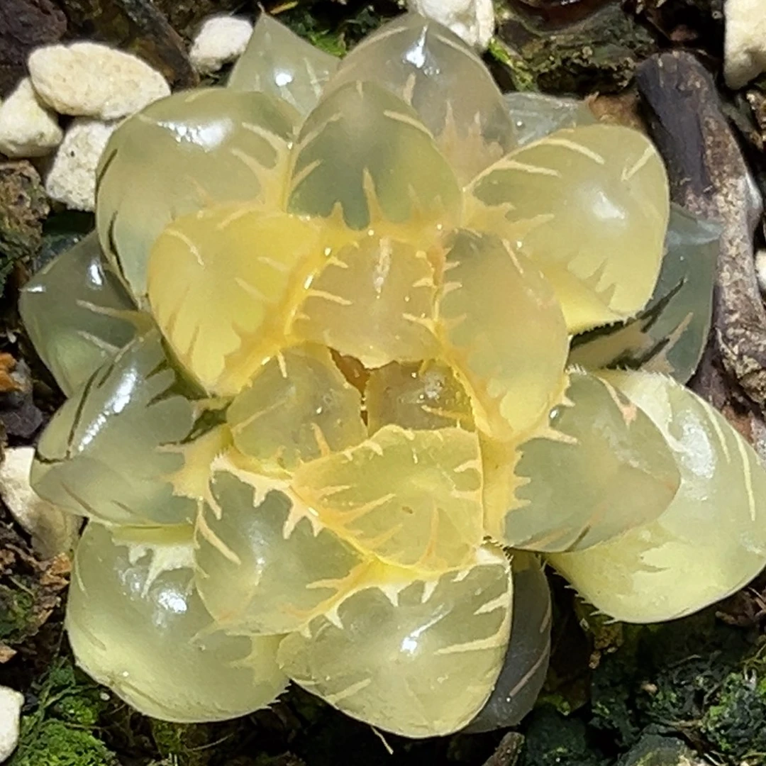 解**田恭喜发财大吉大利686