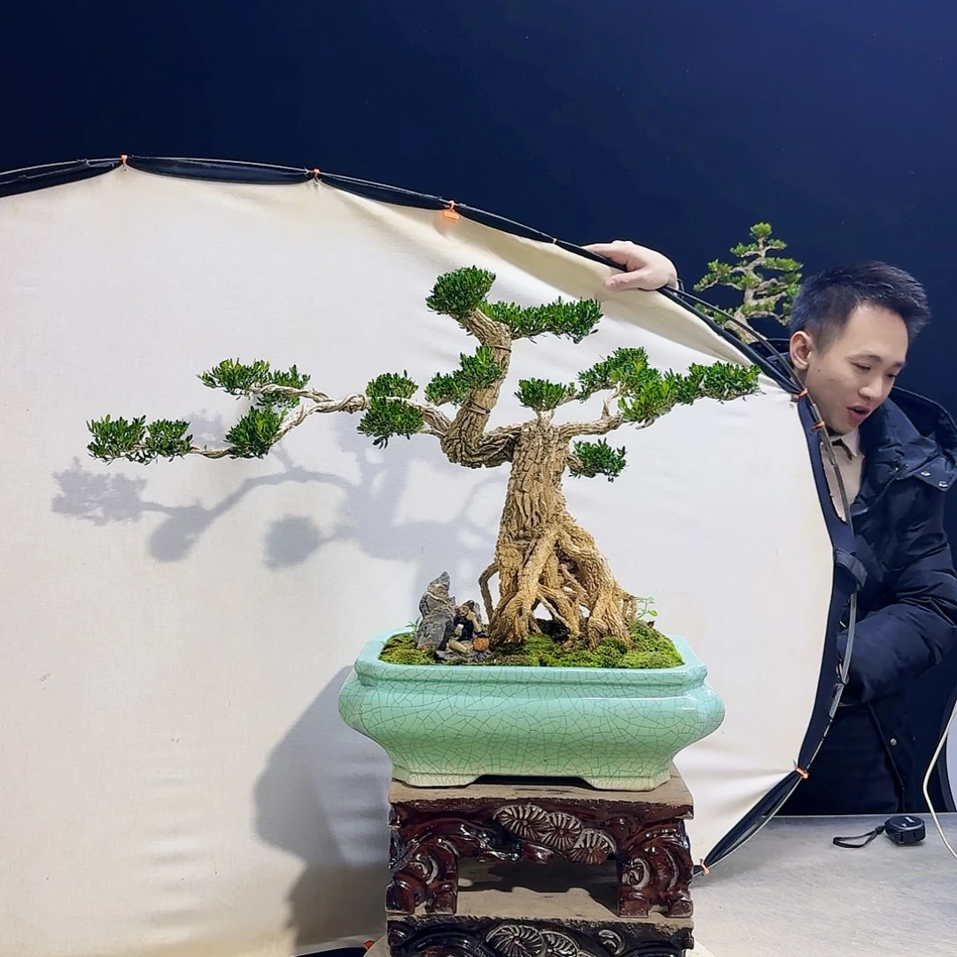 高端皱皮黄杨盆景用****2