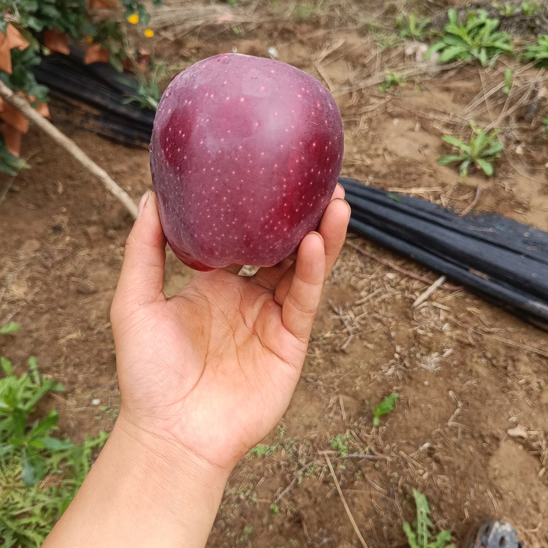 甘肃天水花牛苹果新鲜当季果肉细腻脆甜不打蜡