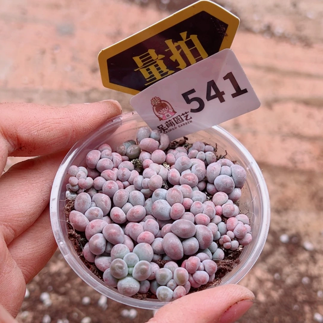 当前无花朵，栽培后可花朵