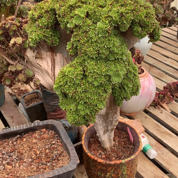 绿杨蓉朵朵脱土发货啊