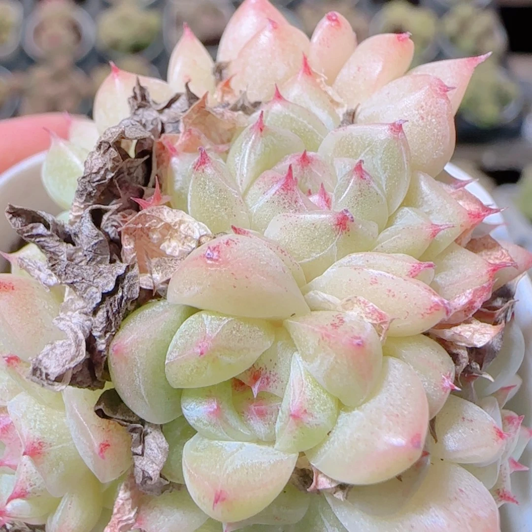 花语逸镜1106-103散
