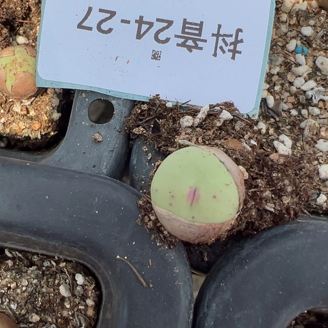 24-27肉锥多肉植物