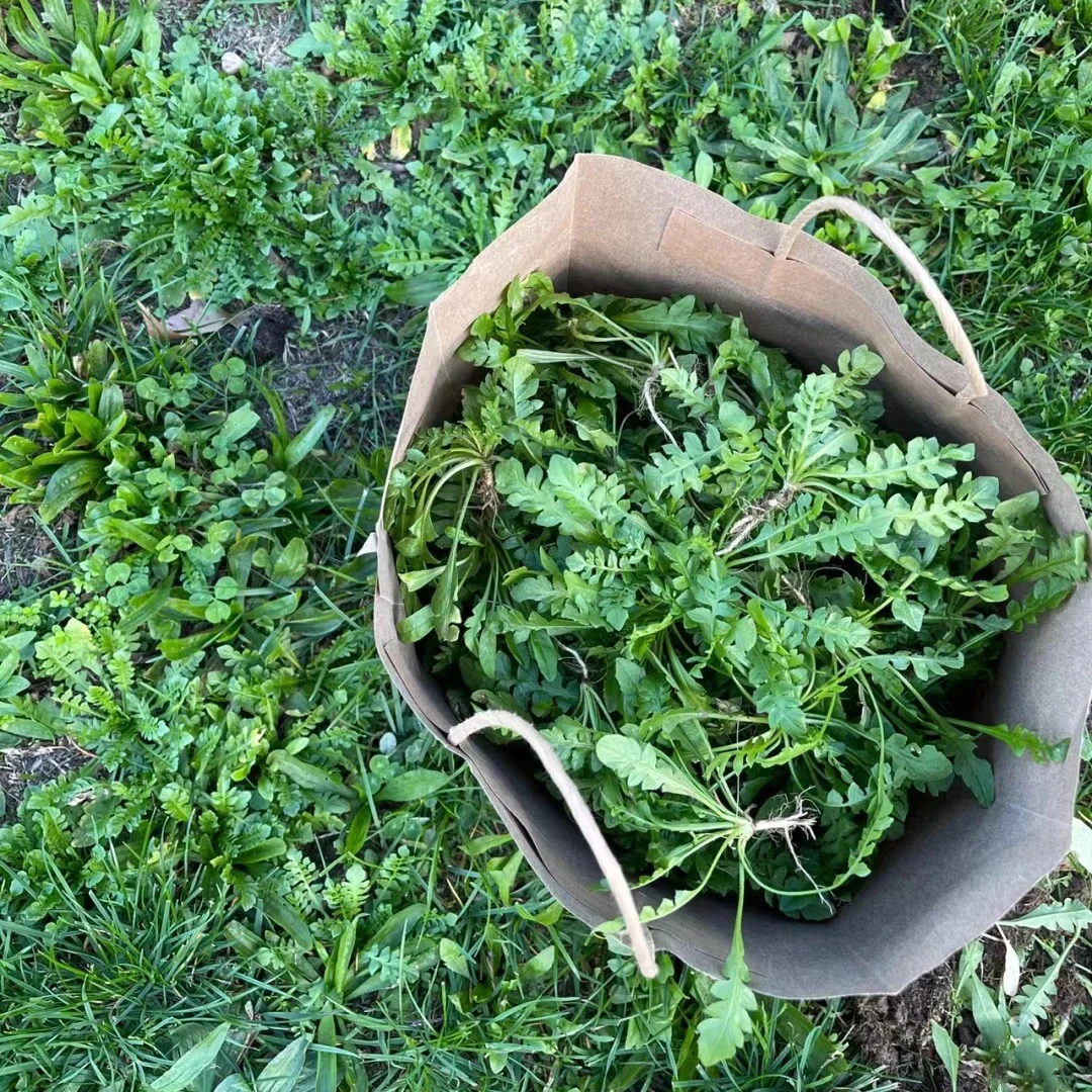 【空运包邮】辽宁野生芨芨菜荠荠菜凉拌包馅炒吃