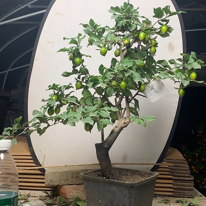 一***磊无花朵老鸦柿腊鸭是老鸦柿