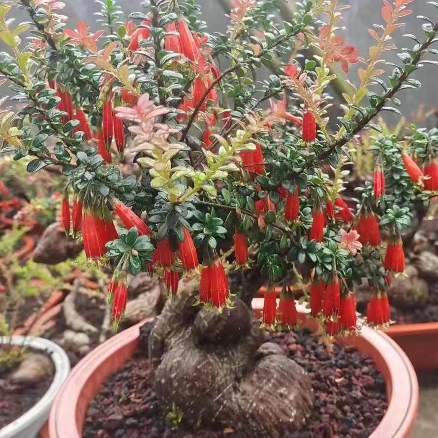 云南网红树萝卜吊金钟（一物一拍）