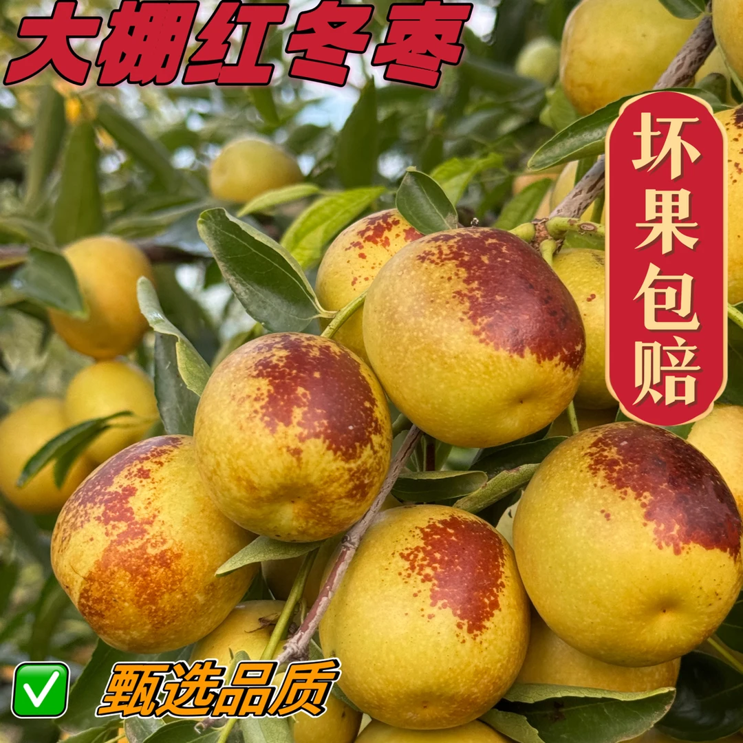 正宗大棚冬枣新鲜脆甜多汁自然成熟孕妇水果现摘现发
