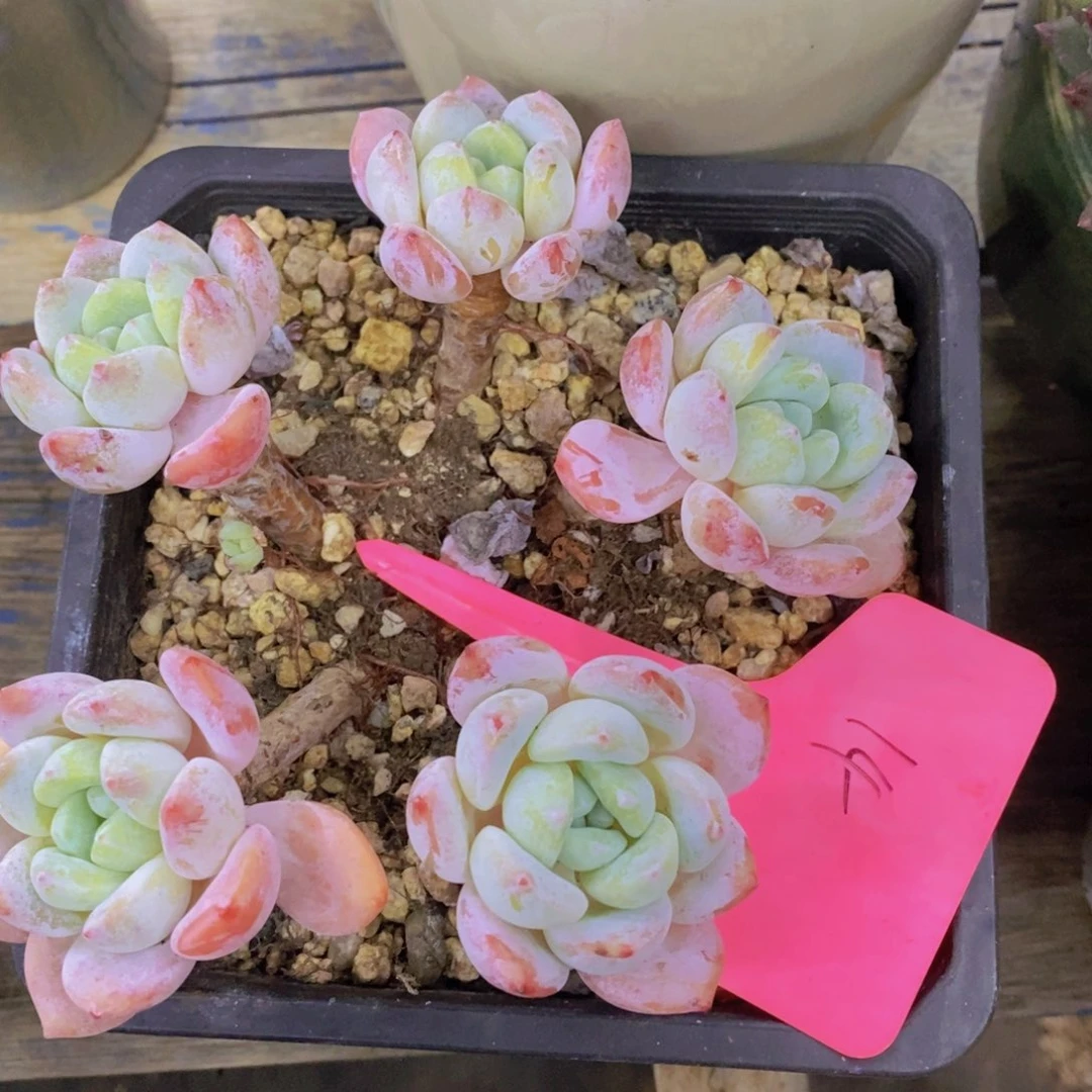 开心多肉，一物一拍，看准下单，