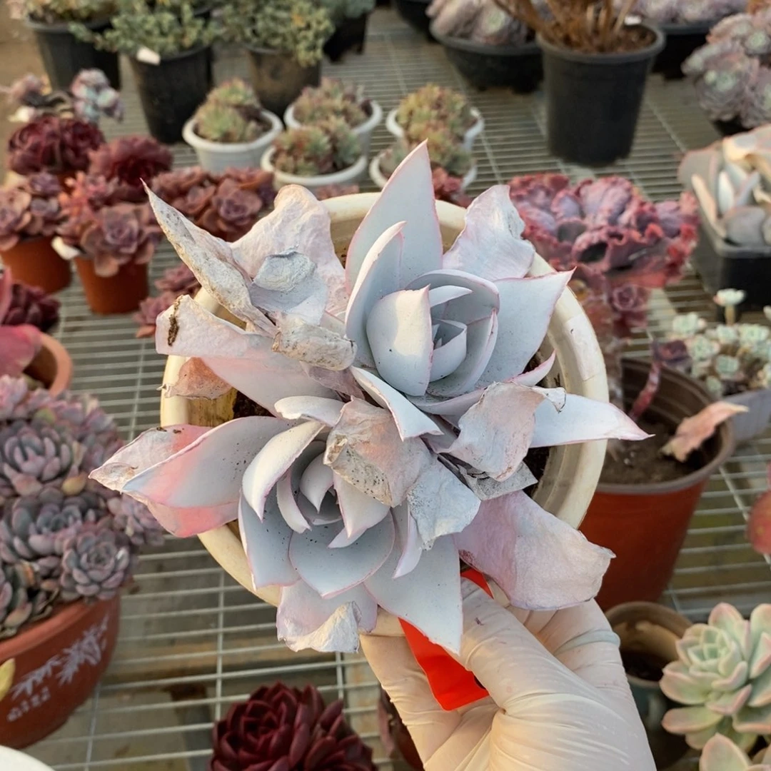 178广寒宫一物一拍