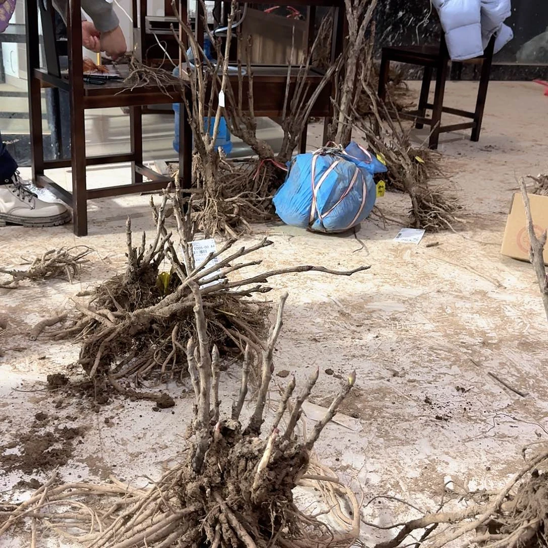 完全开放11111111111