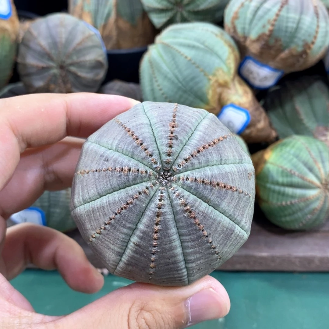 欧系实生布纹球多肉植物