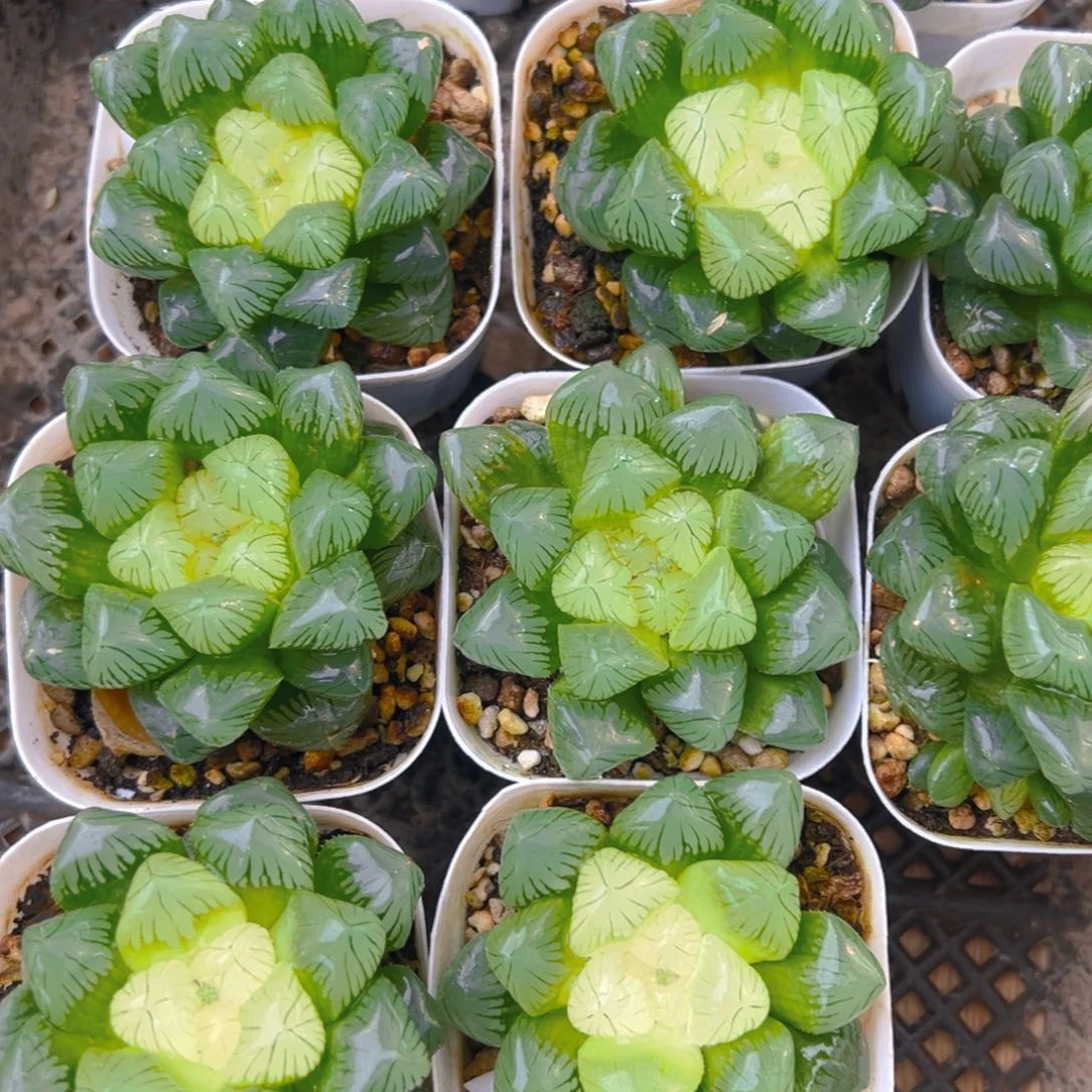 糖心玉露多肉多肉一颗