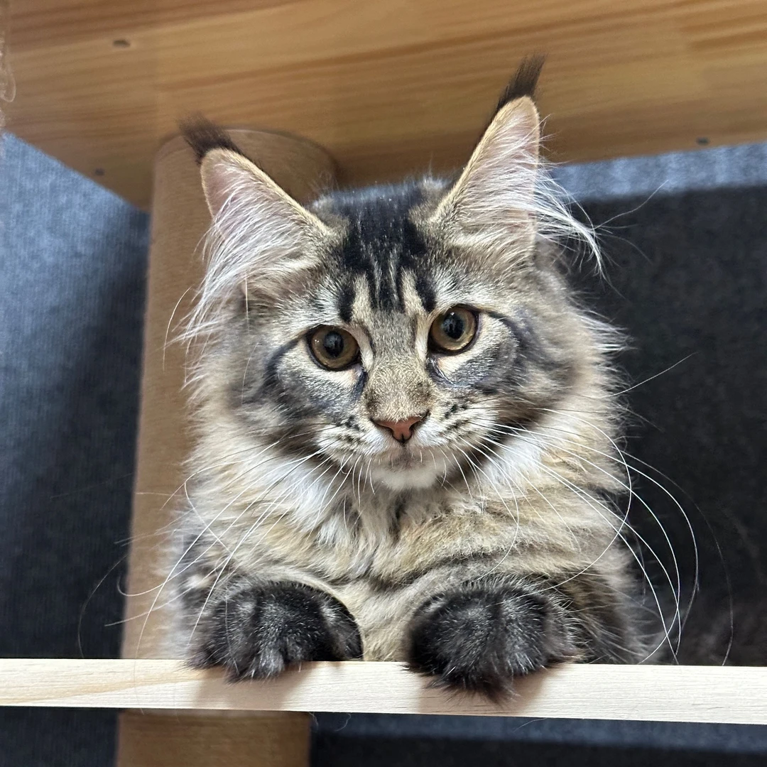 「活动专属链接」尾大的喵缅因温顺友好可爱的小猫咪