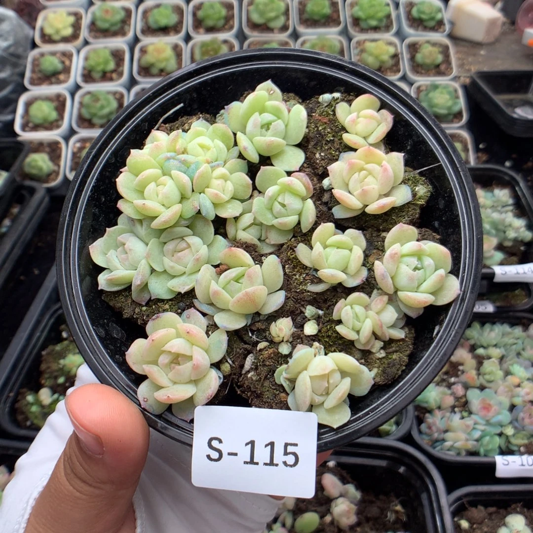 无花朵S115英语英语
