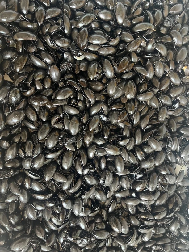 顺丰包邮黑水鳖 保鲜不保活