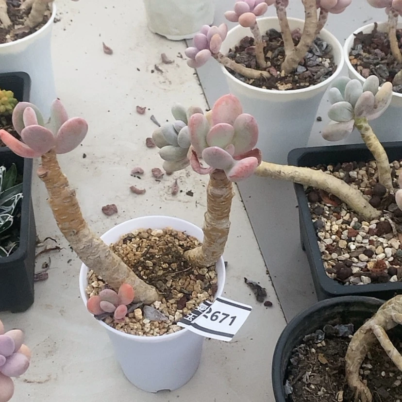【闪购商品】灰姑凉2671