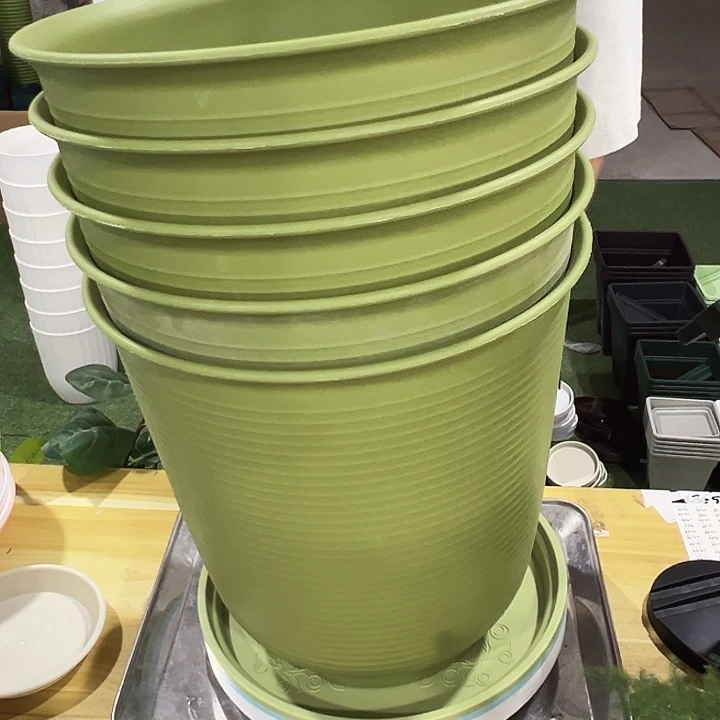 高陶口27高27果绿色5个带托