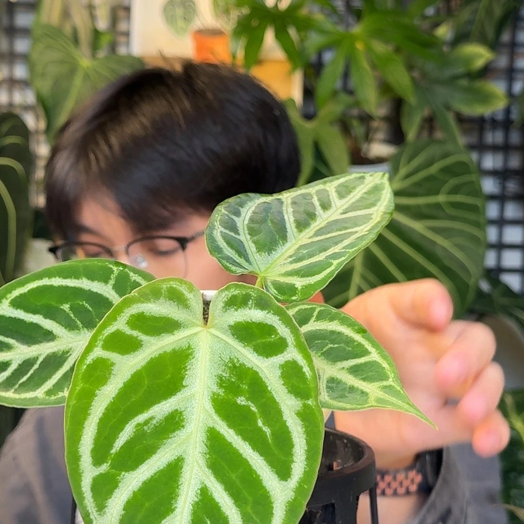 完全开放D156华丽银杂银骑士