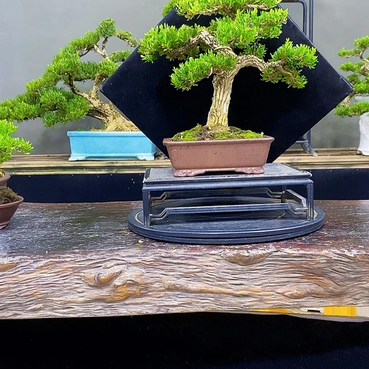 无花朵黄杨盆景四季常青