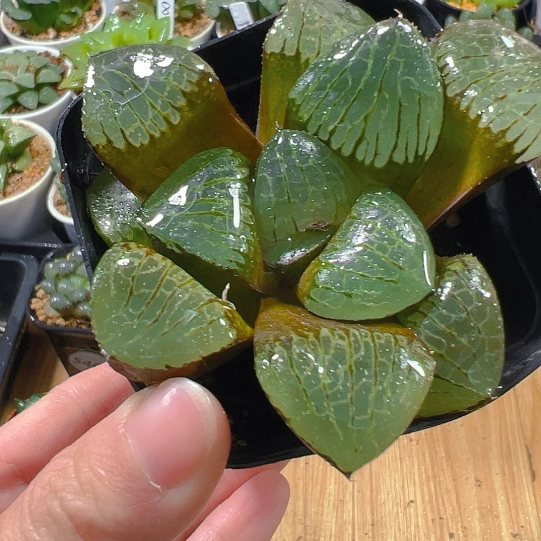 大窗日月潭玉露多肉植物一颗