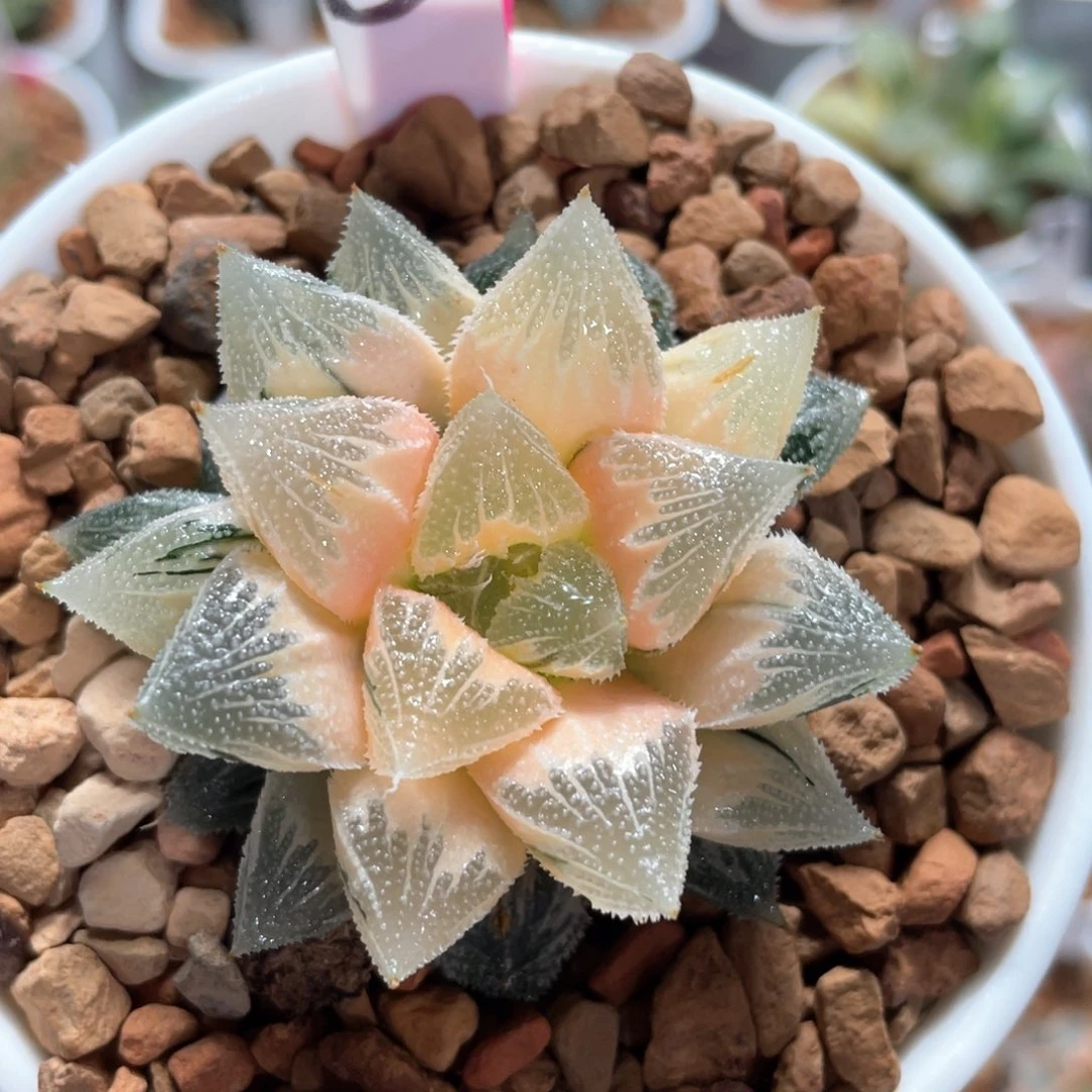 三***牛8糊斑白帝城母本。