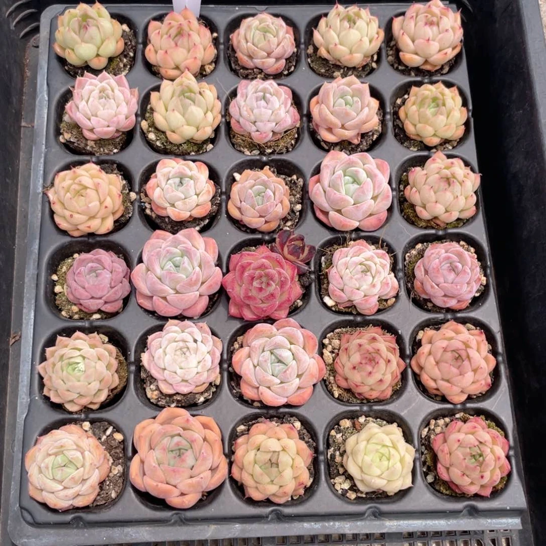 薇薇安园艺多肉1711