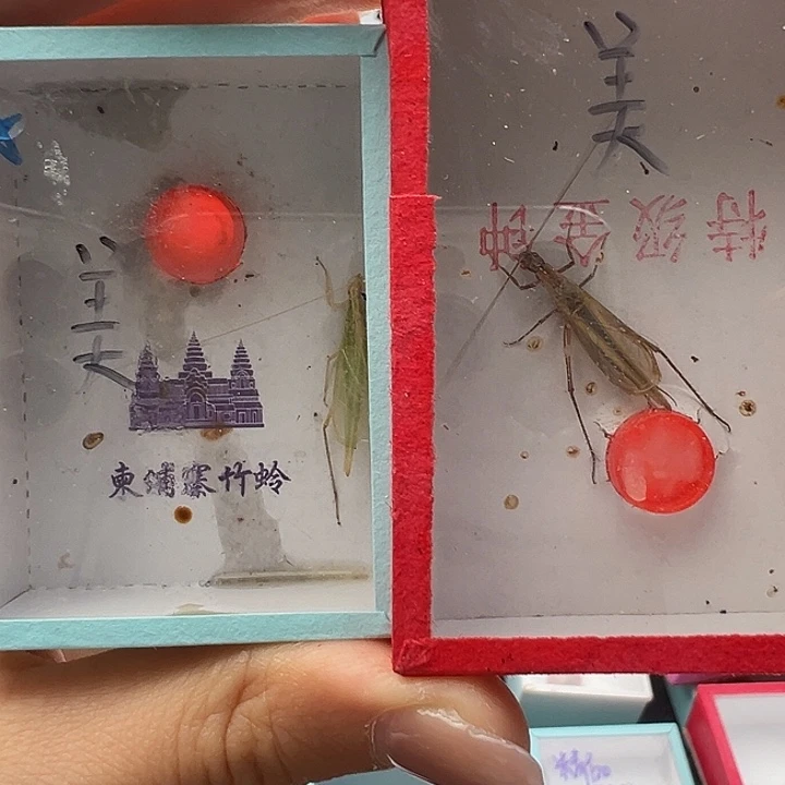 被***了美柬埔寨一只红山断须一