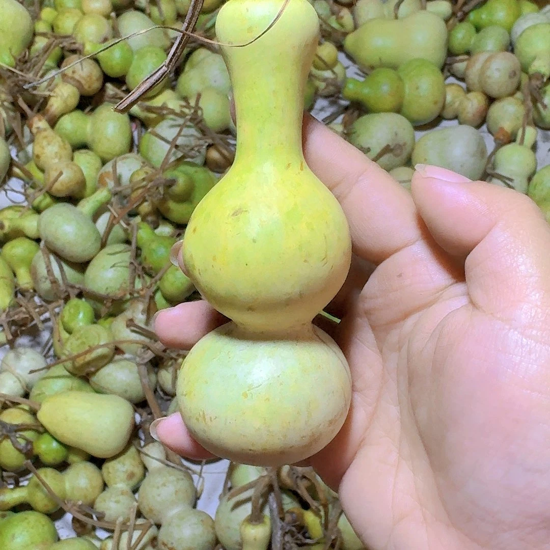 旋***姐青皮葫芦不保成不退不换