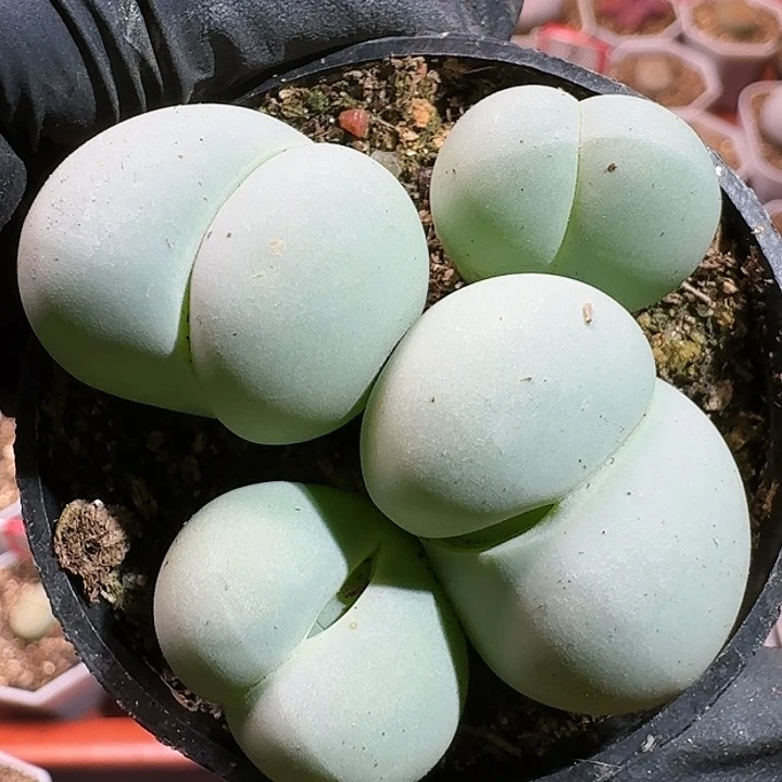 我****头生石花111111111。    331