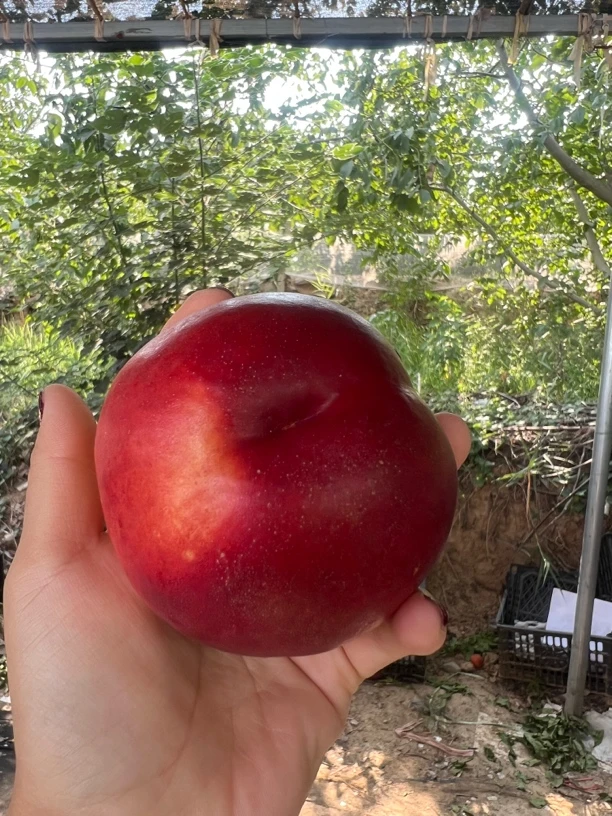 【京东包邮】山西黄心丑桃新鲜采摘应季油桃孕妇水果