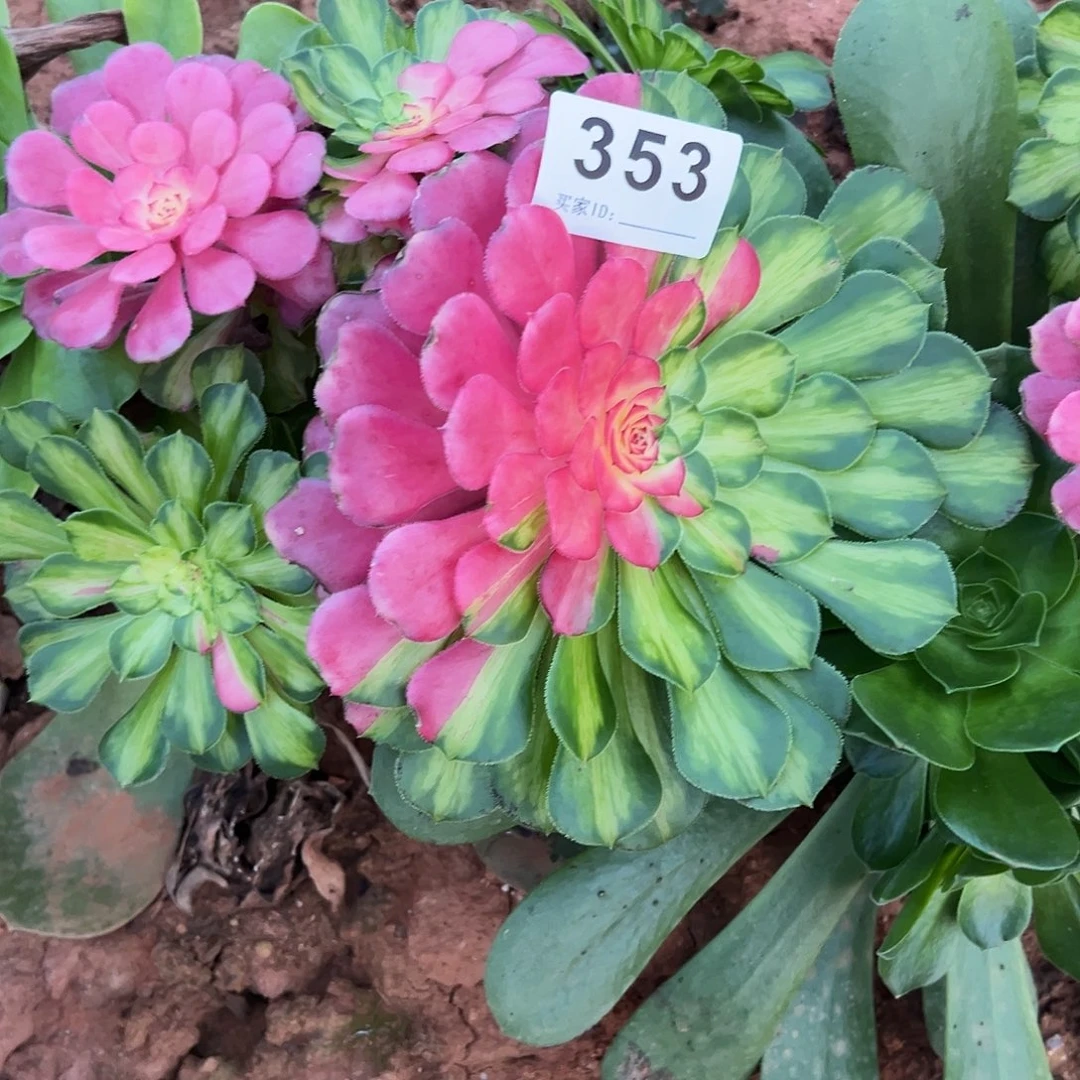 精品多肉植物353知否