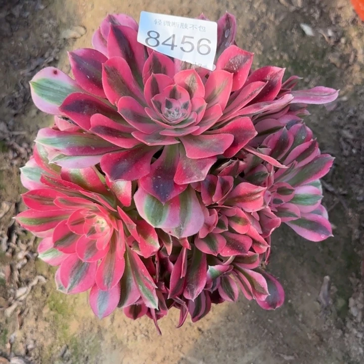 8456红女巫多肉植物